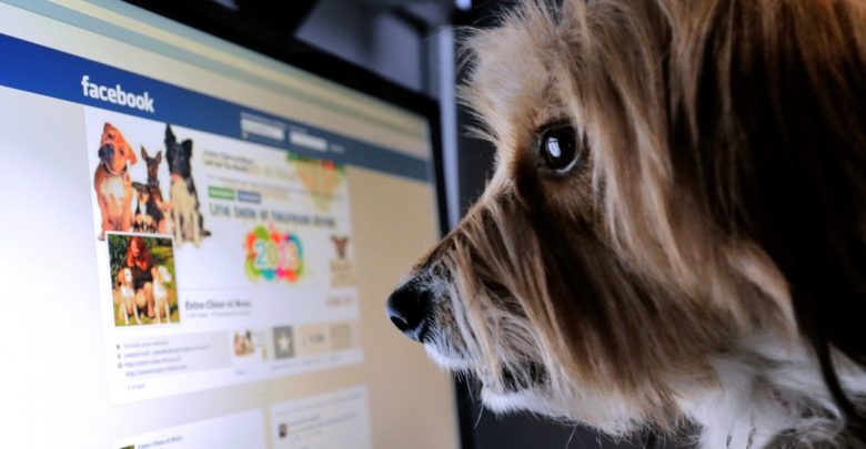 Facebook proíbe venda de animais vivos na rede social e no Instagram 1519679993 5a9479f954044 780x405 - Facebook proíbe venda de animais vivos na rede social e no Instagram