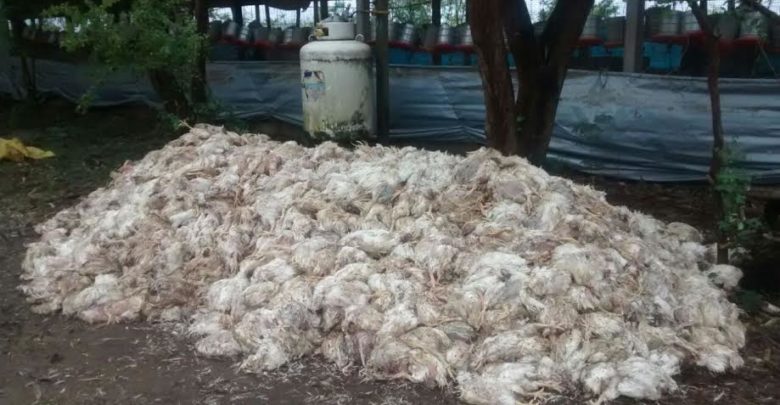 Com greve de caminhoneiros, ABPA registra 64 milhões de aves mortas e prejuízo internacional aves mortas 780x405 - Com greve de caminhoneiros, ABPA registra 64 milhões de aves mortas e prejuízo internacional