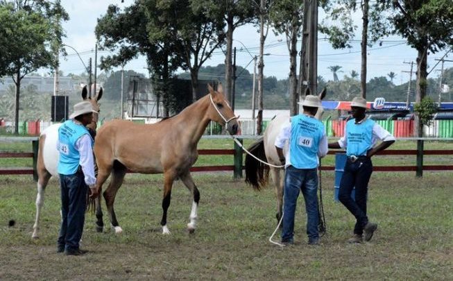Expofeira 2018 terá o dobro de cavalos campolina campolina 2018 653x405 - Expofeira 2018 terá o dobro de cavalos campolina