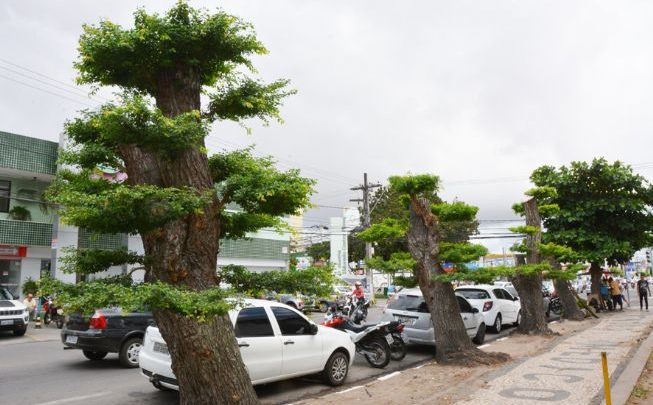Técnica do bonsai é aplicada em árvores adultas no centro de Feira 2935703 4 653x405 - Técnica do bonsai é aplicada em árvores adultas no centro de Feira