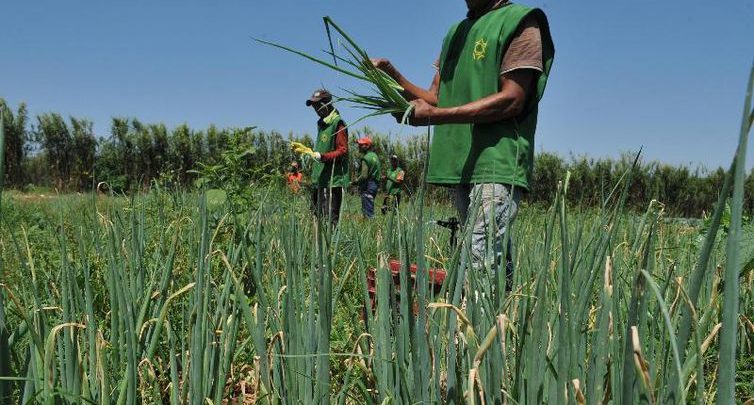 Nordeste perdeu 1 milhão de trabalhadores no campo de 2012 para 2017 agricultura familiar 2 754x405 - Nordeste perdeu 1 milhão de trabalhadores no campo de 2012 para 2017