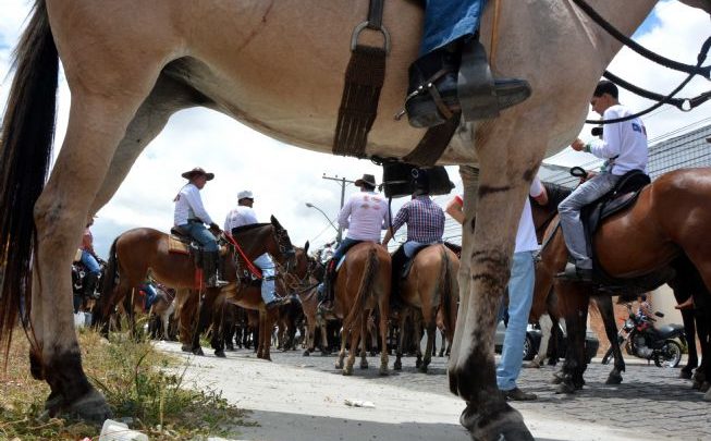 Encontro de Muares: Parque de Exposição vai receber muladeiros de seis estados no dia 23 muares 1 653x405 - Encontro de Muares: Parque de Exposição vai receber muladeiros de seis estados no dia 23