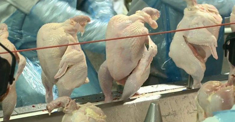 Número de abate de frangos e aquisição de leite bate recorde na Bahia abate frango 780x405 - Número de abate de frangos e aquisição de leite bate recorde na Bahia