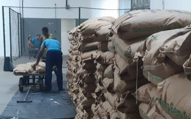 Sementes começam a chegar e entrega pode ser realizada ainda nesta semana sementes 653x405 - Sementes começam a chegar e entrega pode ser realizada ainda nesta semana