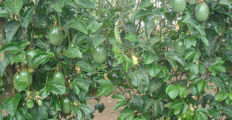 Pesquisadores desenvolvem 1º sistema orgânico de maracujá do Brasil na BA maracuja 3 780x405 - Pesquisadores desenvolvem 1º sistema orgânico de maracujá do Brasil na BA