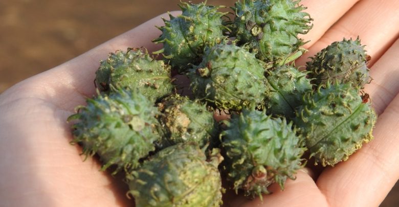 Maior produtor de mamona no Brasil, Bahia tem investimento na cultivo da planta dscn2050 780x405 - Maior produtor de mamona no Brasil, Bahia tem investimento na cultivo da planta