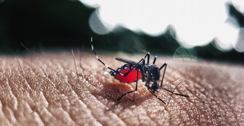 Com cerca de 60 mil registros e crescimento de 770%, Bahia lidera casos de dengue no Nordeste dengue 1 780x405 - Com cerca de 60 mil registros e crescimento de 770%, Bahia lidera casos de dengue no Nordeste